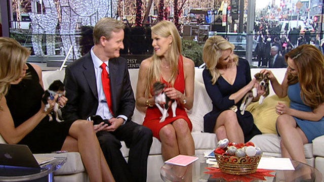 After the Show Show: Puppy love