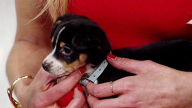 Paws for a Cause: North Shore Animal League