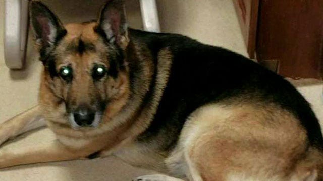 Woman's will requests living dog be buried with her