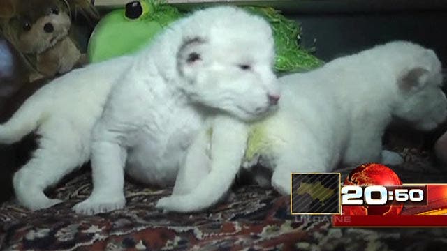 Around the World: 3 rare white lion cubs born in Ukraine