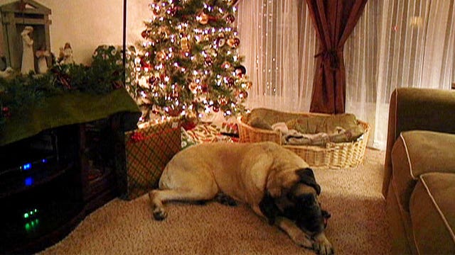 Pet Holiday Saftey Tips