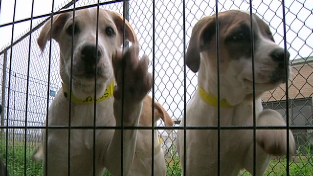 Mississippi Puppy Pipeline helping families this Christmas