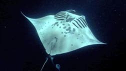 Manta Ray diving with Wayne Levin