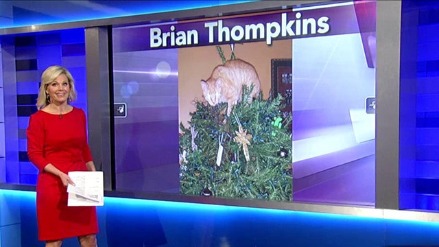 Naughty pet pics from the holiday season