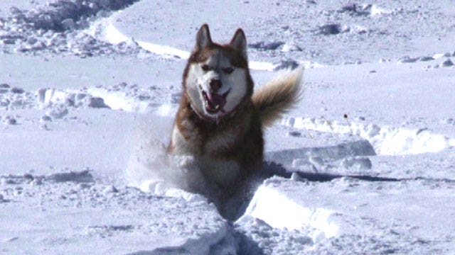 Dog saves skier's life
