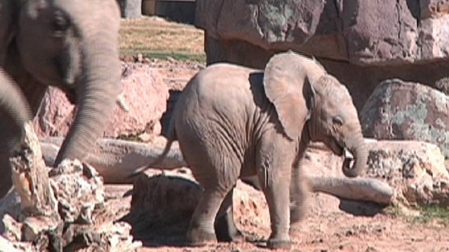 Adorable baby elephant celebrates first holiday season