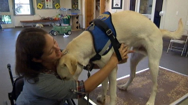 New push to stamp out fake service dogs
