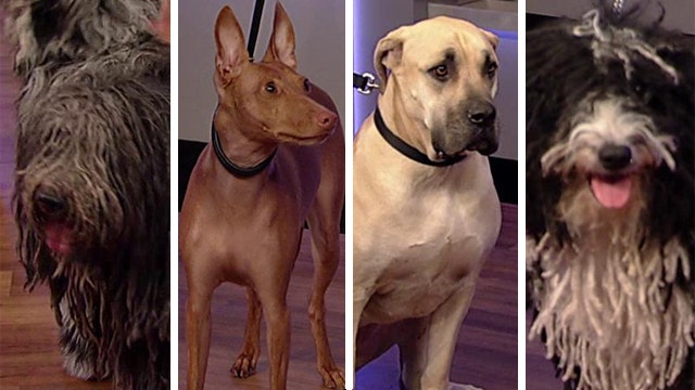 American Kennel Club recognizes 4 new breeds