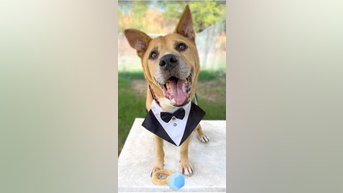 Senior dog adopted after 700 days