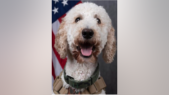 Therapy dog comforts military families