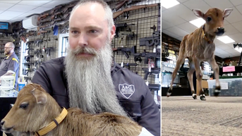 Gun store hires 'udderly' adorable employee abandoned by its mother