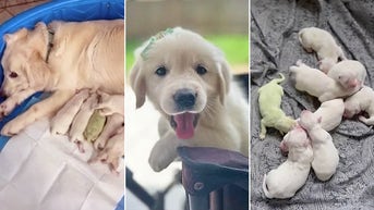 'Lucky' golden retriever puppy born with lime green fur takes internet by storm
