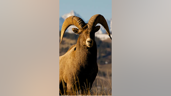 Guide to Rocky Mountain WILDLIFE