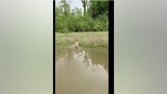WATCH: Dog enjoys giant rain puddle