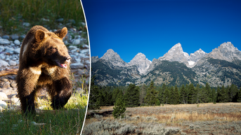 Surprise grizzly bear attack at popular national park leaves man seriously injured
