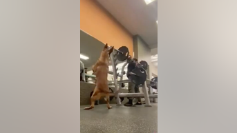 WATCH: Dog 'works out' with owner