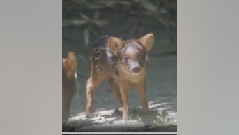 WATCH: Tiny deer debuts at NY zoo - Fox News