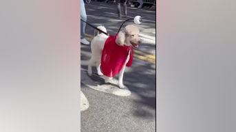 WATCH: NYC dog costume parade - Fox News