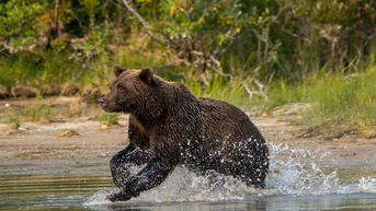 Mother of three dragged 100 yards by wild bear during morning jog near home - ӣƵ