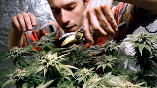 This state seen as potential 'gem' for pot industry