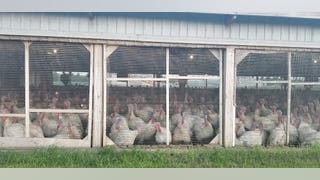 Ripple effects of massive bird flu outbreak hit grocery stores