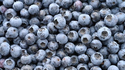 20 July 2023, Mecklenburg-Western Pomerania, Rottmannshagen: Blueberries photographed on the premises of Agrargesellschaft Chemnitz mbH in Rottmanshagen. The agricultural company operates by far the largest plantation of cultivated blueberries on around 24 hectares in Rottmannshagen (Mecklenburg Lake District). Photo: Stefan Sauer/dpa (Photo by Stefan Sauer/picture alliance via Getty Images)