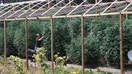 A cannabis grower tends to his plants on his farm in Humboldt County, California, on Aug. 28, 2016.