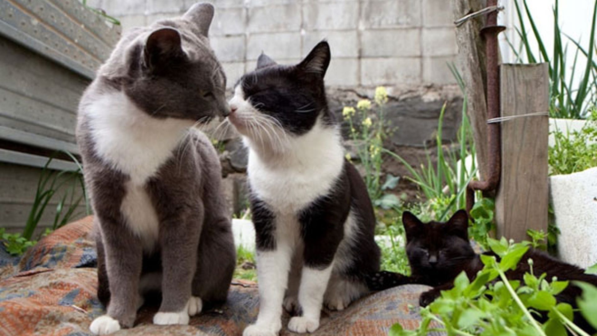 Кошачья семья