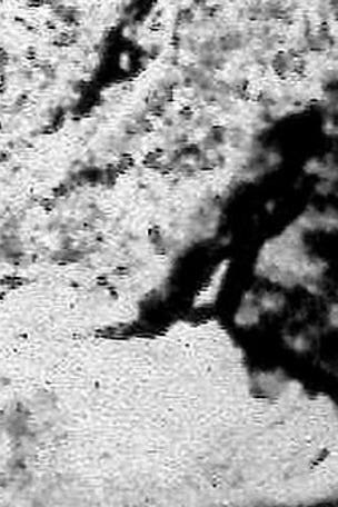 Bigfoot spotted?