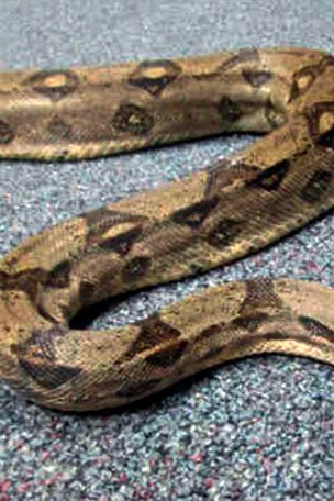 Snakebitten snake thieves?