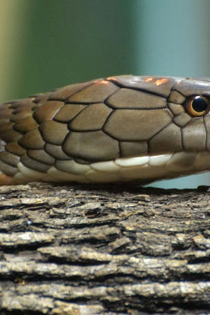 SEE IT: Woman startled by COBRA