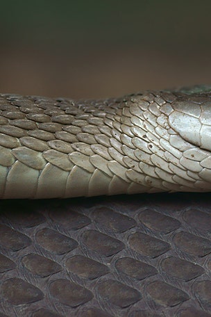 Snake pokes head out of where?