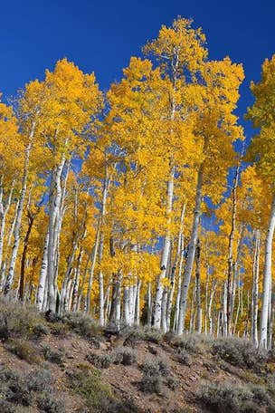 'Largest living thing,' is dying