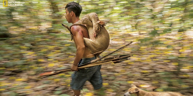 An awá hunter comes home with a small deer. Sometimes hunters see signs of isolados, their isolated brothers. A hundred or so Awá still live as nomads in the Amazon rainforest, despite growing pressures exerted by loggers and settlers.