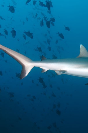 Shark mauls teenager in Australia