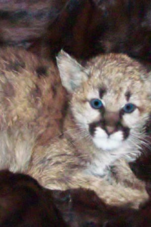 Baby mountain lion ate WHAT?