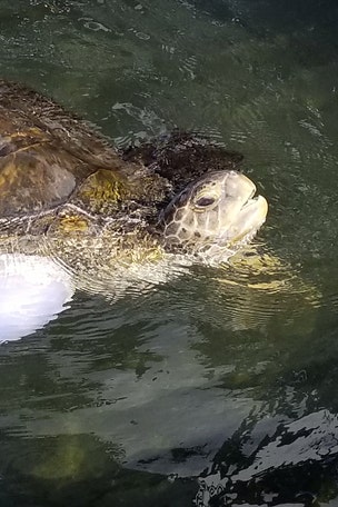 STUNNING IMAGE: Turtle gets new life