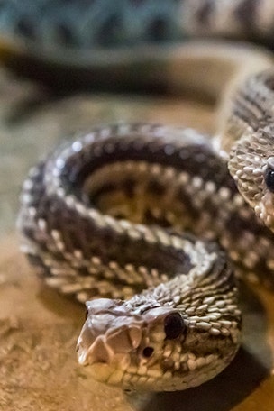 Man 'freaked out' over 30 snakes under his shed
