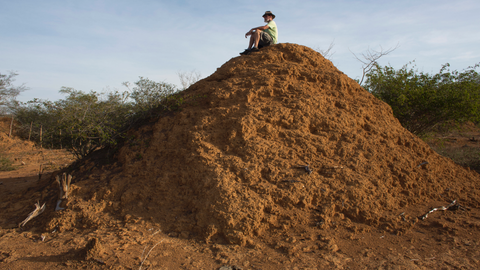 In Brazil backlands, termites built millions of dirt mounds