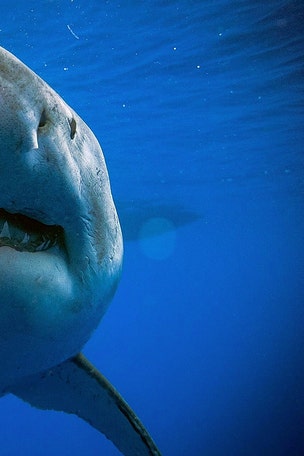 WATCH: GIANT shark attacks diving cage