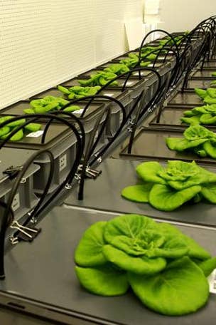 Can astronauts grow beans in space?