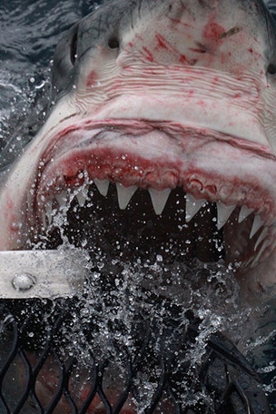 Real life Jaws?