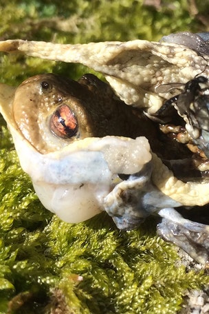 GRAPHIC: Toad turned inside out