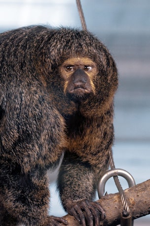 Muscular monkey spotted