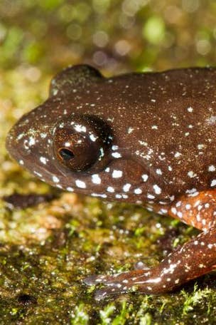 Newly discovered frog has WHAT on its back?!?