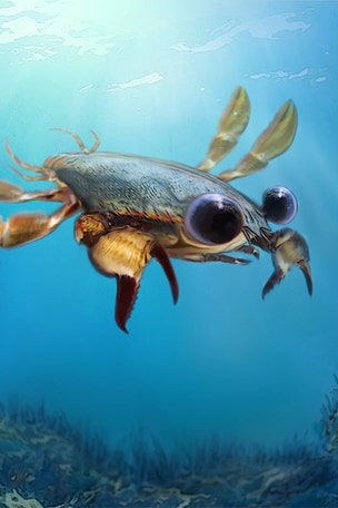This crabby creature is REAL