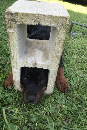 Not this dog's finest moment