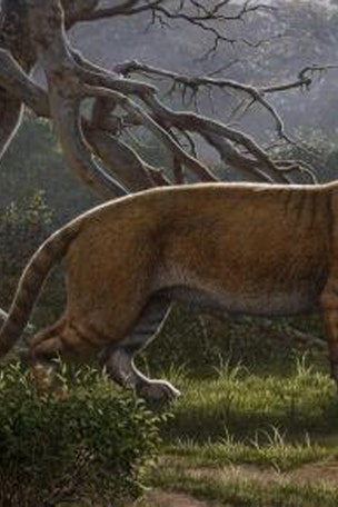 'Giant lion' fossils discovered in museum drawer