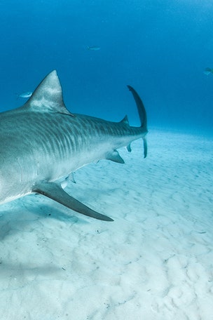 Gruesome tiger shark discovery