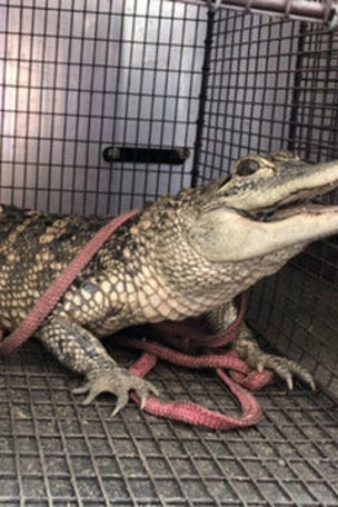 Alligator captured WHERE?